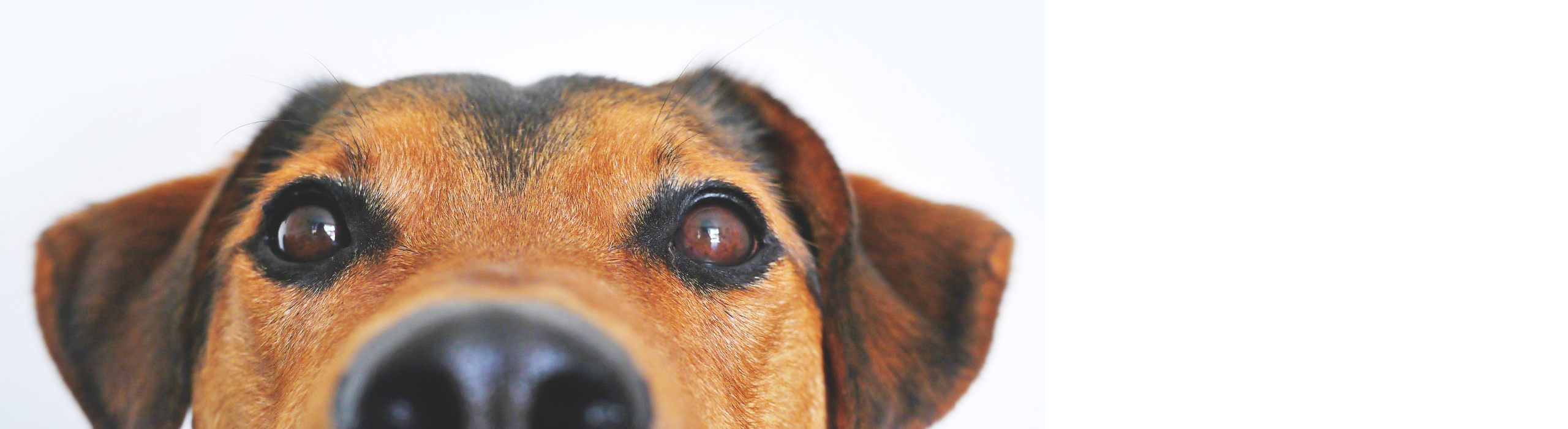 Dragen knuffelbare honden bij aan serieuze doestellingen?